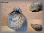 Gryphaea dilatata ( Моллюск 8 )