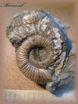 Binatisphinctes sp. с ушком на устье(Аммонит 20)