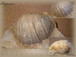 Gigantoproductus ( 2 )