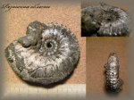 Kosmoceras (Аммонит 94)