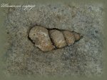 Гастропода (моллюск 12)