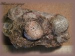 Плитка с брахиоподами Pugilus.