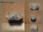 Брахиопода Unispirifer (Брахиопода 25)