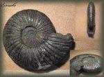 Virgatites virgatus. (Аммонит 95)