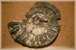 Binatisphinctes. (Аммонит 96)
