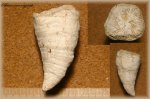 Одиночный коралл Ругоза (коралл 3)