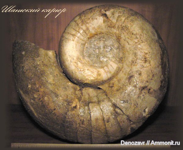 головоногие моллюски, Шаньский карьер, Lophoceras pentagonum, Lophoceras, Koninckioceratidae, Tainoceratoidea