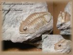 Asaphus lepidurus Nieszkowski (Трилобит 4)