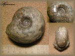 Rondiceras (аммонит 82)