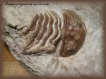 Распавшийся трилобит Asaphus expansus.