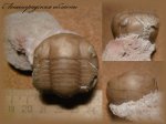 Illaenus (Трилобит 6)
