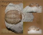 Asaphus lepidurus Nieszkowski (Трилобит 5)