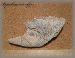 Левая мандибулярная пластина Elasmodus sp..