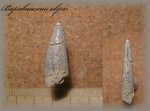 Protosphyraena (Зуб рыбы 3.)