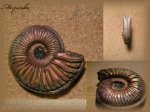 Amoeboceras (Аммонит 7)