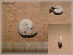 Funiferites funiferus (Phillips)(Аммонит 54)