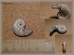 Kosmoceras(Аммонит 46)