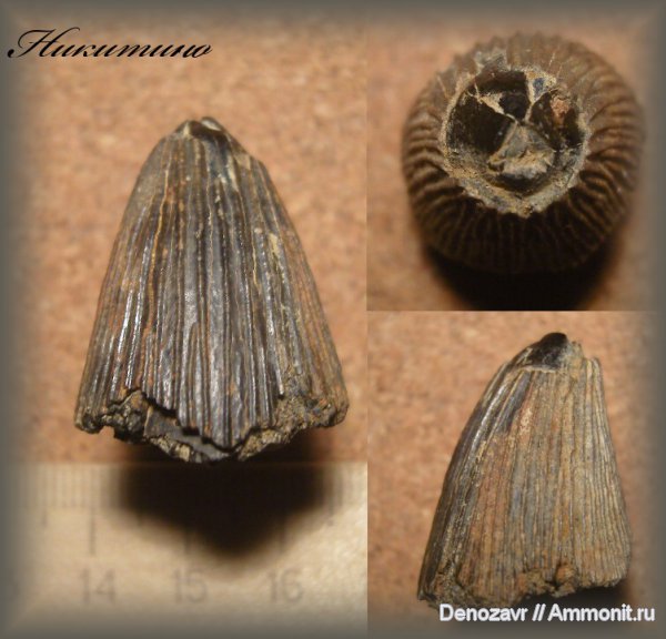 зубы, плиозавры, морские рептилии, Никитино, Liopleurodon, зубы рептилий, Liopleurodon ferox, teeth