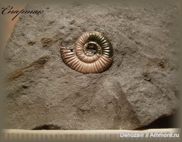 аммониты, моллюски, Binatisphinctes, Ammonites