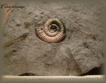 Binatisphinctes (Аммонит 98)