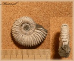 Peltoceras (аммонит 92)