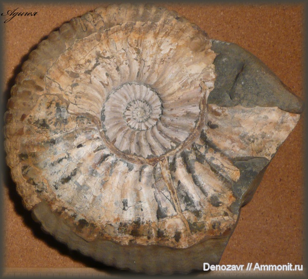 аммониты, моллюски, Ammonites, Acanthohoplites, Acanthohoplites laticostatus