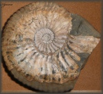 Acanthohoplites latecostatus Sinzov(Аммонит 96)