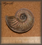 Amoeboceras с прижизненным повреждением (Аммонит 100)