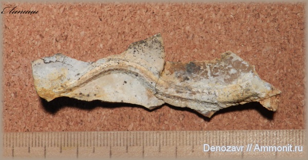 серпулы, Serpula, Serpulidae, Липицы