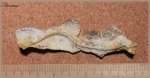 Serpula(Серпула 1)