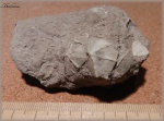 Cheirocrinus striatus Jaekel