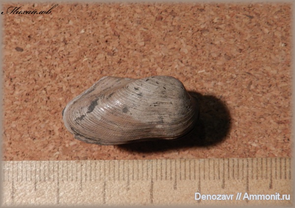 Михайлов, двустворки, двустворчатые моллюски, Grammatodon