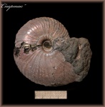 Funiferites patruus (аммонит 95)