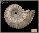 Kosmoceras lithuanicum (Аммонит 108)