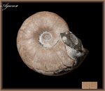 Melchiorites (Аммонит 107)