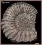 Peltoceras (аммонит 93)