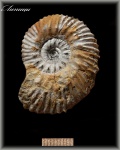 Aulacostephanus (Аммонит 98)