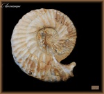 Aulacostephanus eudoxus (Аммонит 103)