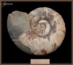 Zuercherella (Аммонит 106)