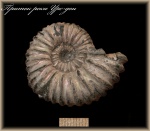Colombiceras(Аммонит 109)