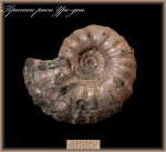 Epicheloniceras Martini(Аммонит 110)