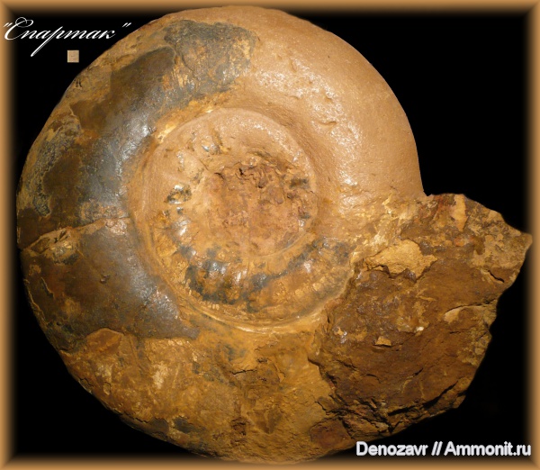 аммониты, моллюски, Proplanulites, Ammonites