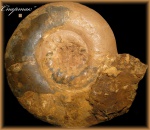 Proplanulites (Аммонит 27)