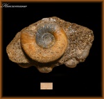 Indosphinctes nikitinoensis (Аммонит 102)