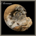 Aspidoceras с шипами.(Аммонит 112)