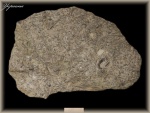 Tentaculites