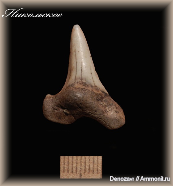 мел, рыбы, акулы, Cretoxyrhina denticulata, Cretaceous, fish, sharks