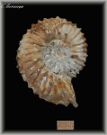 Aulacostephanus (Аммонит 114)