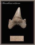 Зуб акулы 3.