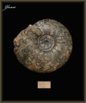 Craspedites.(аммонит 1)